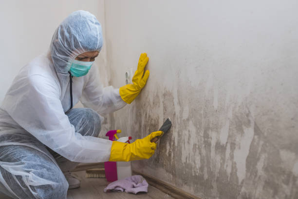Best Mold Removal and Inspection  in Lawrenceburg, TN