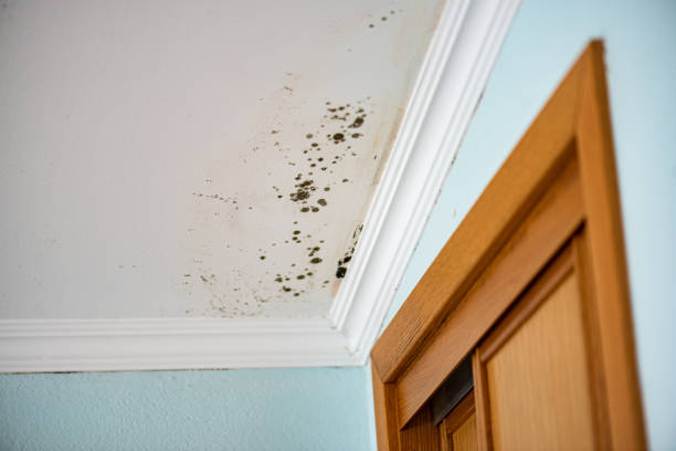 Certified Mold Removal in Lawrenceburg, TN