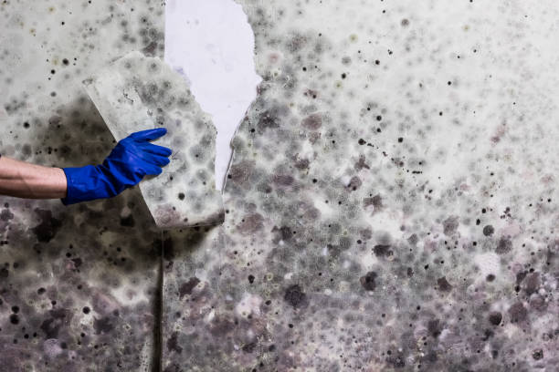 Professional Mold Removal in Lawrenceburg, TN